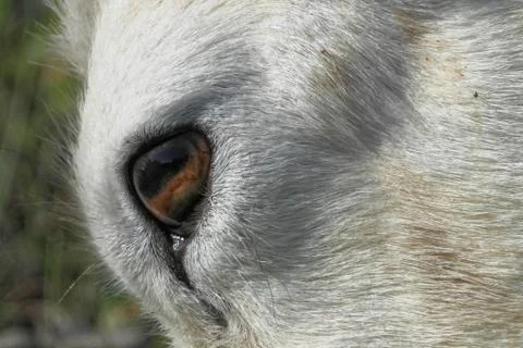 Dall sheep Stock Photos