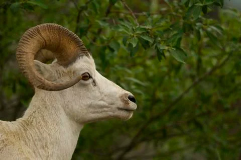 Dall Sheep Ram Foto stock