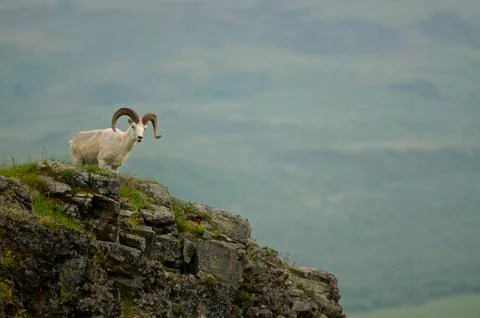Dall Sheep Ram Foto stock