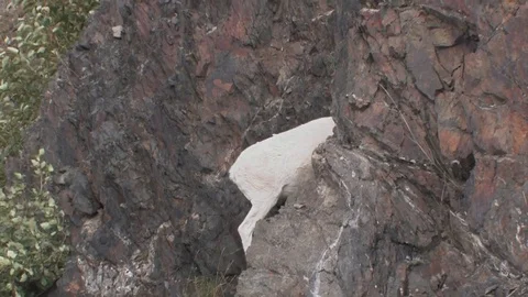 A dall sheep scrambles up steep trail and into a cliff opening. Stock Footage 79017409