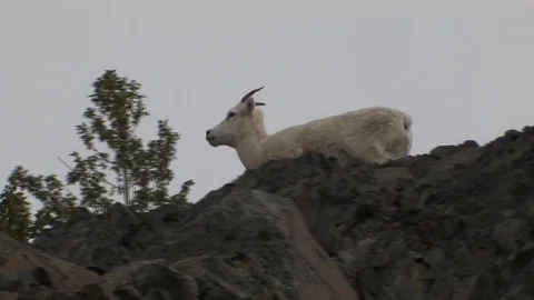 Dall sheep walks along a wind blown ridge. Stock Footage 79017766