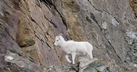 Dall Sheep Walks On Steep Rocky Cliff Stock Footage