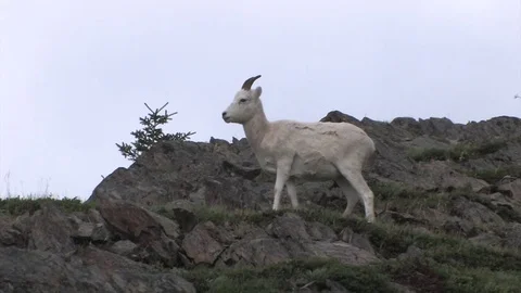 Dall sheep on windy ridge finds grazing, Stock Footage 79016991