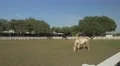 Dallas TV series filming location 4k or 4k+ Resolution