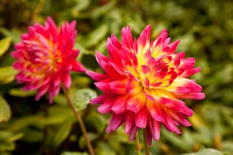 Dallies Fotos de archivo