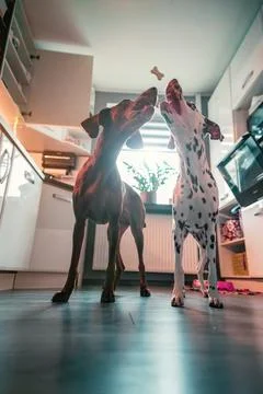 Dalmatian and german pointer catching a cookie in modern house kitchen with brig Stock Photos