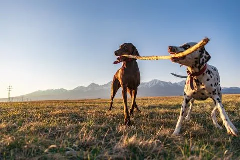 Dalmatian and german pointer jumping over a small river while sunset is in the b Stock Photos