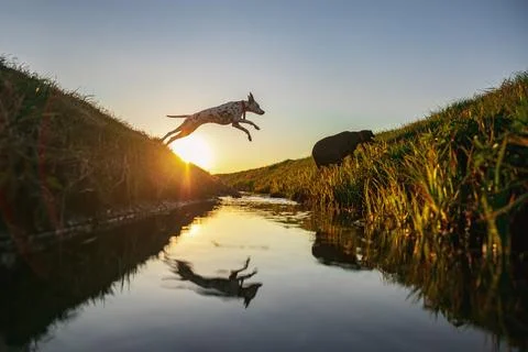 Dalmatian and german pointer jumping over a small river while sunset is in the b Stock Photos