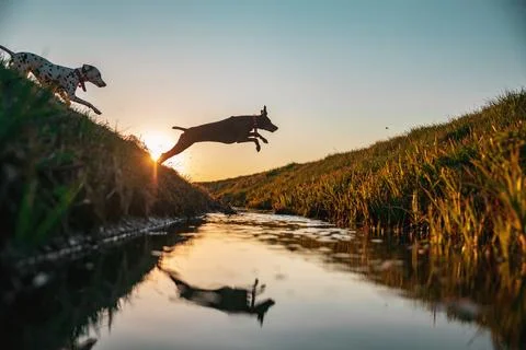 Dalmatian and german pointer jumping over a small river while sunset is in the b Stock Photos