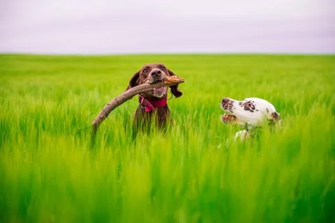 Dalmatian and german pointer jumping over a small river while sunset is in the b Stock Photos