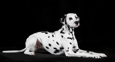 Dalmatian black background Fotos de archivo