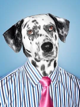 Dalmatian Businessman looking at camera Stock Illustration