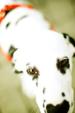 Dalmatian Close Up Stock Photos