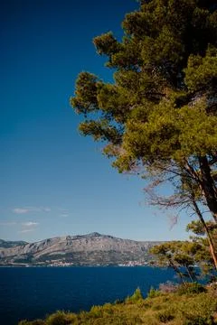 Dalmatian Coast Pine Tree View Stock Photos