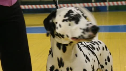 Dalmatian dog close-up Stock Footage 10908623