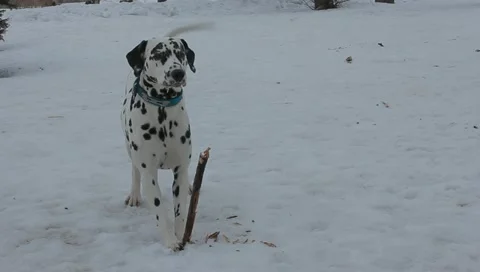 Dalmatian dog Stock Footage 10887479