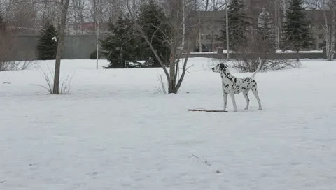 Dalmatian dog Stock Footage 10887487