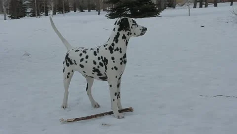Dalmatian dog Stock Footage 10887566