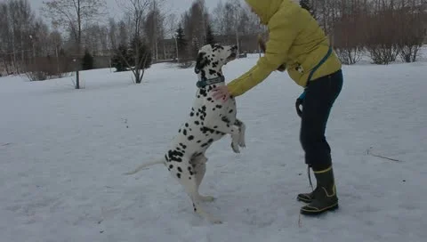 Dalmatian dog Stock Footage 10887598