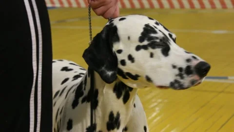 Dalmatian dog Stock Footage 10888972