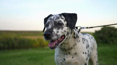 Dalmatian dog Stock Footage 179958076