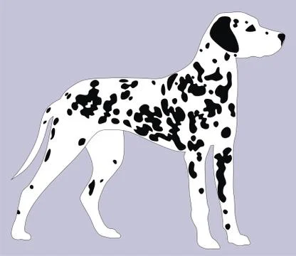 Dalmatian dog Stock Illustration