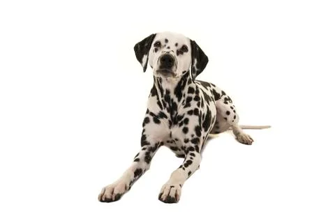 Dalmatian dog lying down looking at camera isolated on a white background Stock Photos