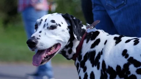 Dalmatian dog panting, slow motion Stock Footage