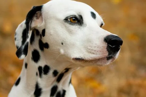 Dalmatian dog Fotos Stock
