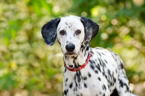 Dalmatian Dog Stock Photos