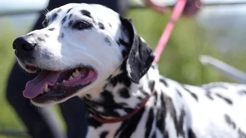 Dalmatian dog pulling on lead, slow motion Stock Footage 74852831