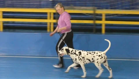 Dalmatian dog running Stock Footage 10888717