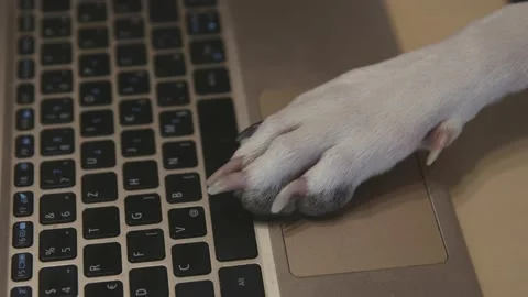 A dalmatian dog uses a laptop computer with his paw. 4k shot. Видео 167061709