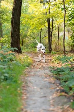 Dalmatian Dog Walking On Forest Path Outdoors Stock Photos