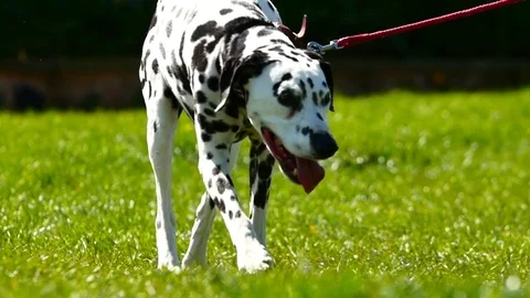 Dalmatian Dog Walking on Leash in Park Stock Footage