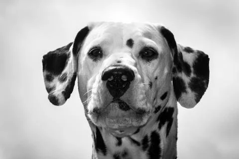 Dalmatian face front Foto stock