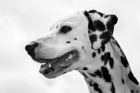 Dalmatian face Stock Photos