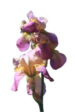 Dalmatian iris   (Iris pallida) Stock Photos