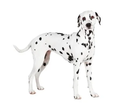 Dalmatian isolated Stock Photos