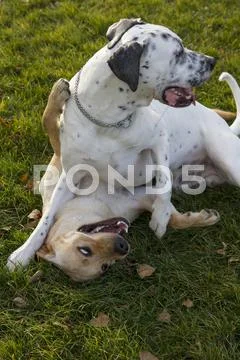 Dalmatian outdoor Stock Photos