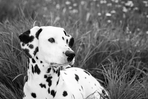 Dalmatian over grass Stock Photos