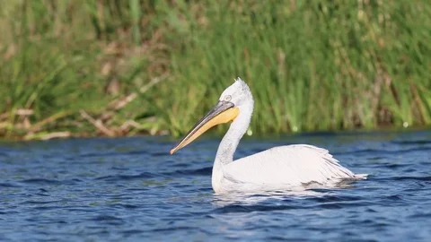 Dalmatian pelican Video stock 83859069