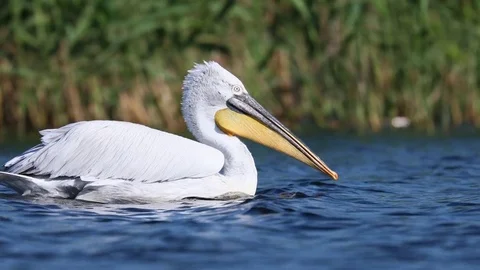 Dalmatian pelican Stock Footage 83859156