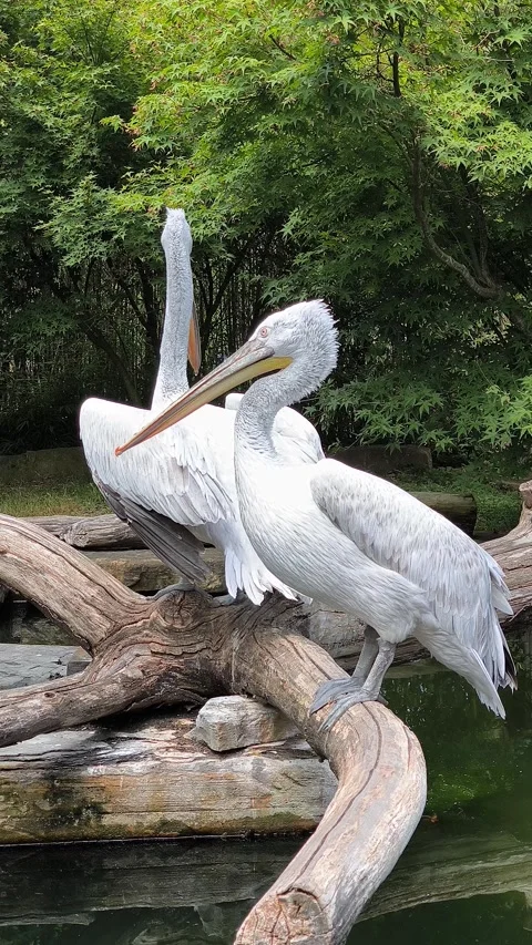 Dalmatian pelican Video stock 328383561
