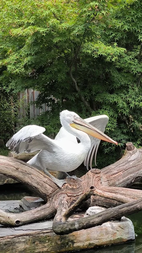 Dalmatian pelican Video stock 328385029