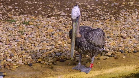 A Dalmatian pelican is standing  up- Stock Footage 254166864