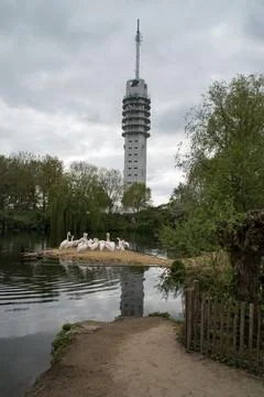 Dalmatian pelicans Stock-Fotos