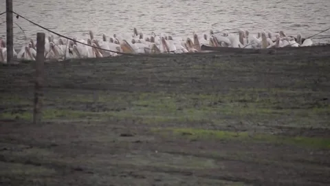 Dalmatian Pelicans Working Together While Fishing in India Stock Footage 311084858