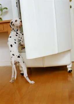 Dalmatian Stock Photos