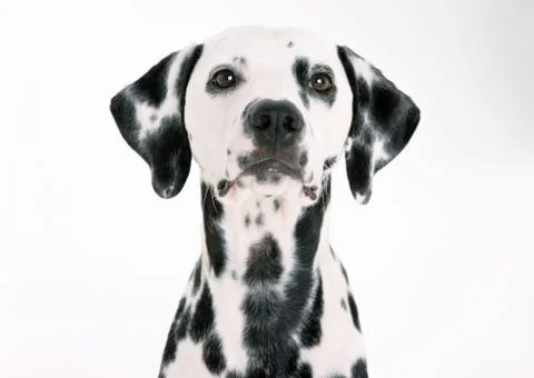 Dalmatian Stock Photos